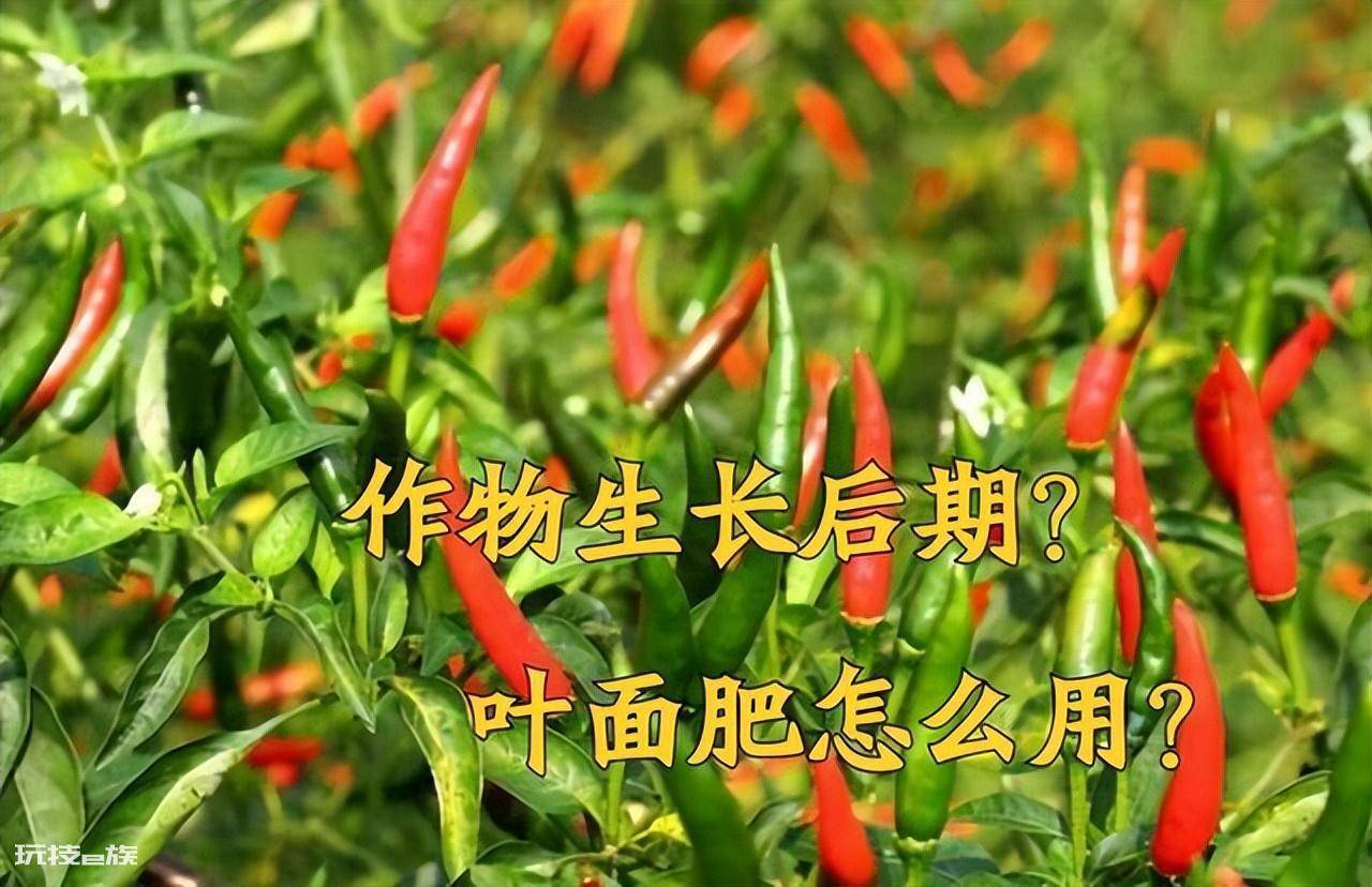 叶面肥什么时候打效果好(这样施叶面肥能达到最佳效果)-图片6